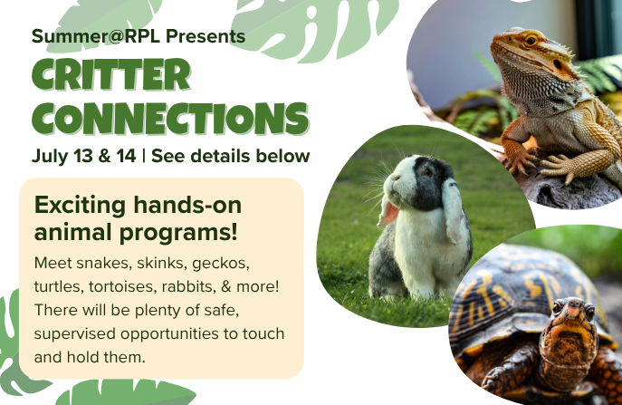 rabbit, gecko and turtle