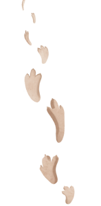 dinosaur tracks