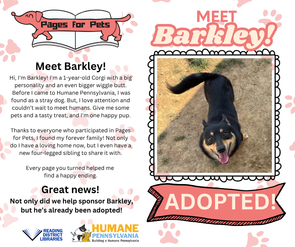 Meet Barkley! He is a 1-year-old corgi that is mostly black with some tan on his front paws and face. Before coming to Humane PA, he was found as a stray. But he loves people and attention and couldn't wait to meet humans. Thanks to everyone who participated in Pages for Pets, Barkley has founds his forever home and was promptly adopted after the program.